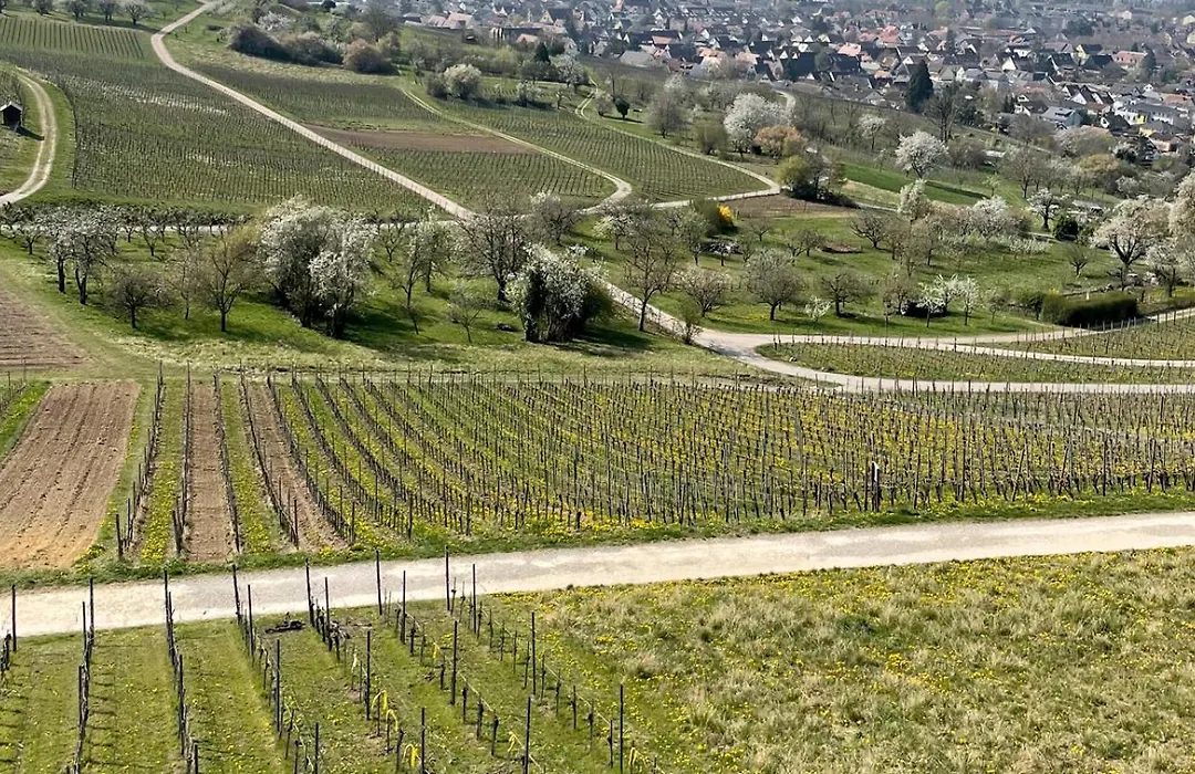 Landgasthof Rebstock Weil am Rhein / Basel-1